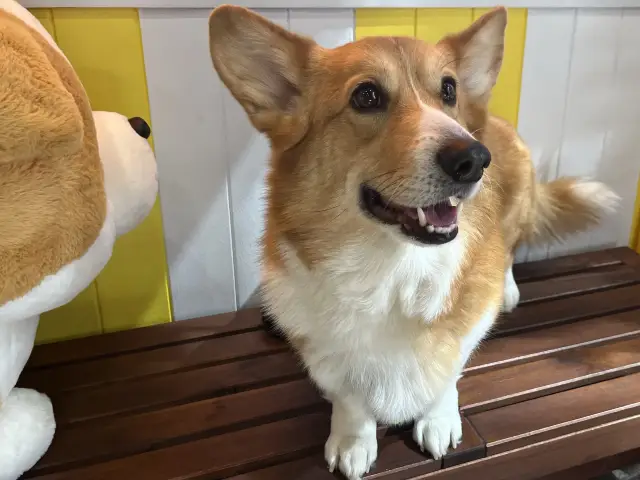 🇦🇺Brisbane | Calling all DOG LOVERS 🐾