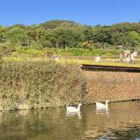 大有梯田生態公園 🌳🌸 自然奇蹟 