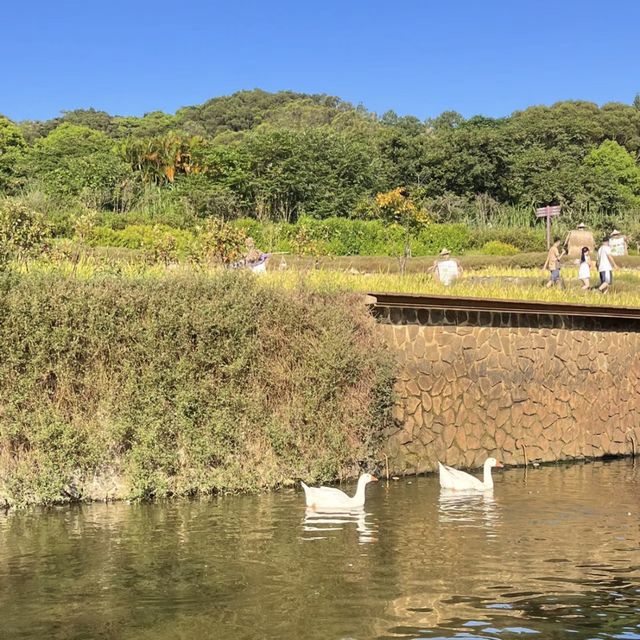 大有梯田生態公園 🌳🌸 自然奇蹟 