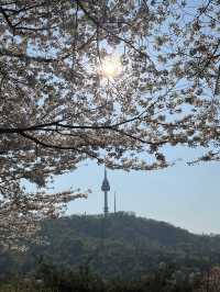 서울 남산으로 떠나는 봄 여행, 벚꽃이 만개하는 남산 ✨