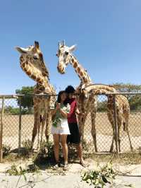 Calauit Safari - Best part of Coron, Palawan Tour!