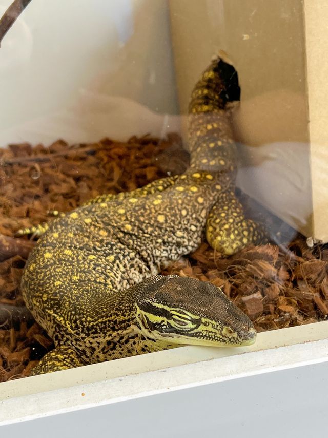 파충류들을 볼 수 있는 용인 실내카페🦎