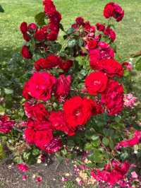 Municipal Rose Garden 🌹✨