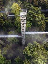 Walking on 🌳 FOREST SKYWALK 🌳