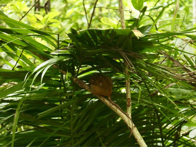 Exploring the Tarsier Sanctuary in Bohol