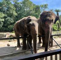 Khao Kheow open Zoo 
