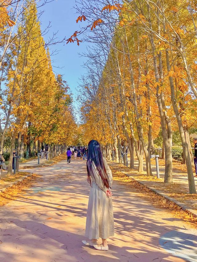 떠오르는 경주 단풍 핫플, 경북천년숲정원(경주산림환경연구원)