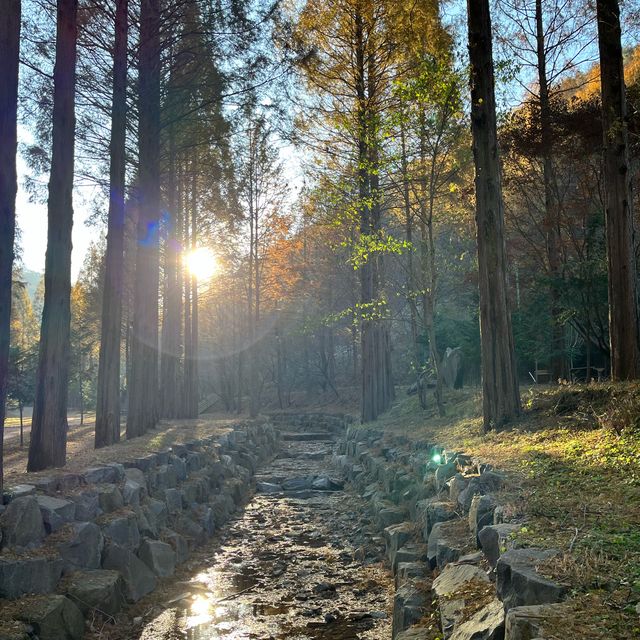 가을에 더 예쁜 한국의 스위스 온빛자연휴양림