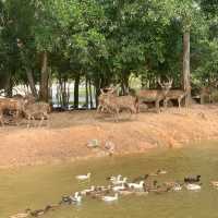 สะพานชมกวาง