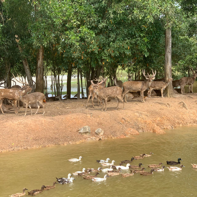สะพานชมกวาง