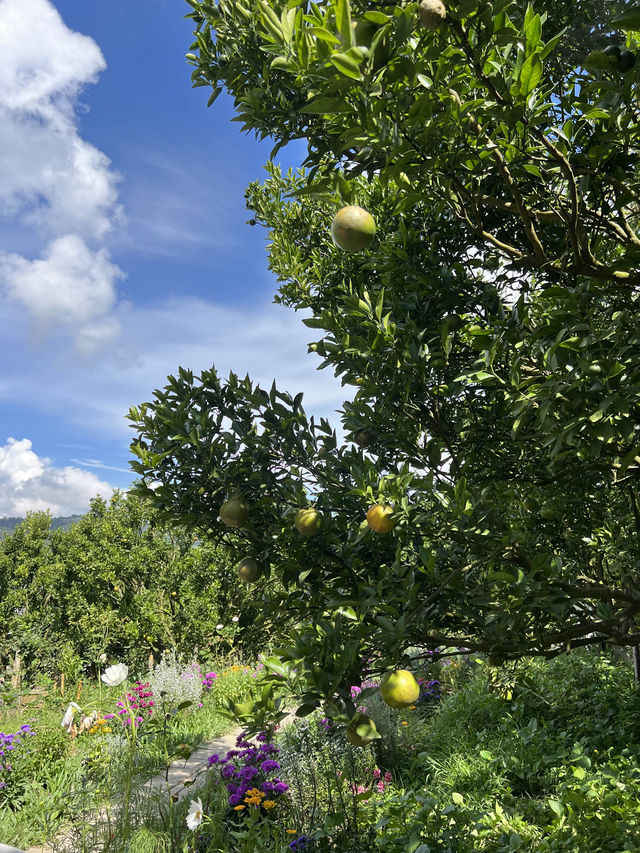 Jinju the orange farm chaingmai