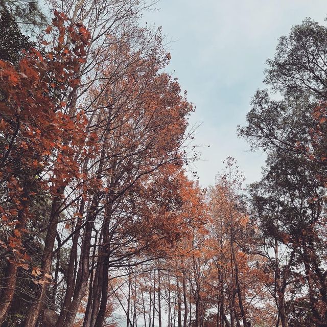 🍁元朗大棠🍁