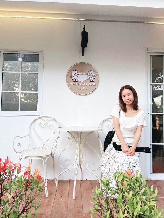 คาเฟ่แมว  Miku Cafe 🐱😽