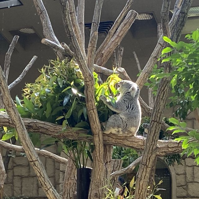 名古屋必去 - 東山動植物園！還有遊樂場！