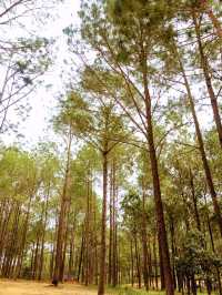 Kirirom Pine Tree