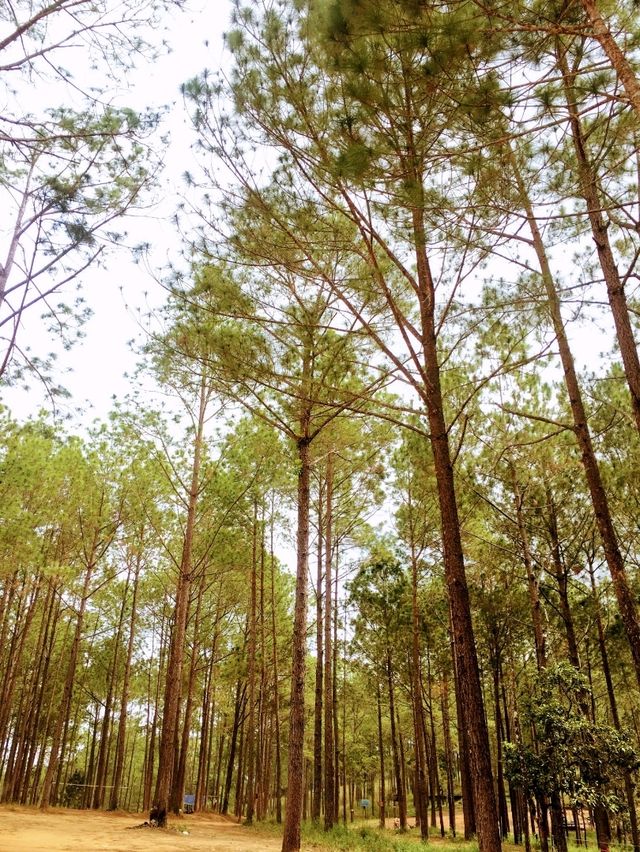 Kirirom Pine Tree