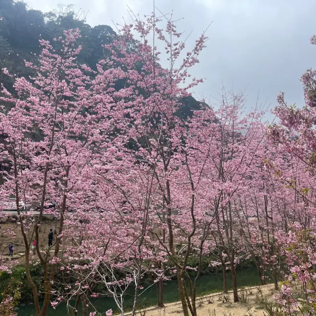 杉林溪賞櫻🌸