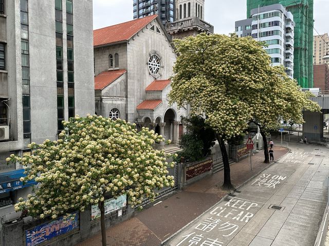 香港賞花 | 太子道西一帶魚木盛放
