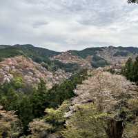 【奈良】桜の名所吉野山