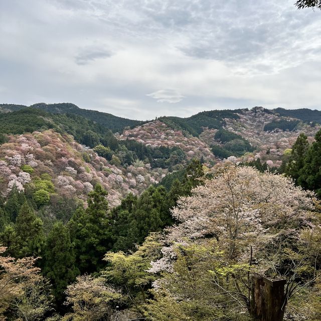 【奈良】桜の名所吉野山