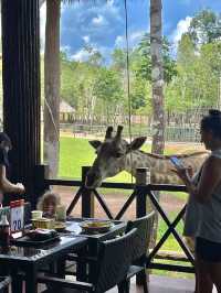 🦒푸꾸옥 가볼만한 곳 - 빈펄 사파리🦒