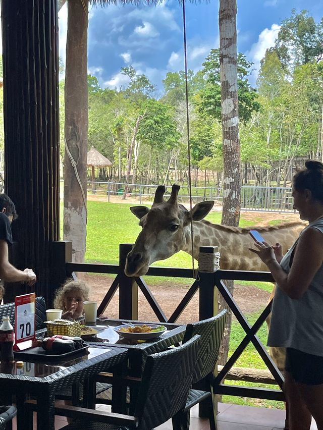 🦒푸꾸옥 가볼만한 곳 - 빈펄 사파리🦒