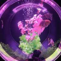 東京最美🗺️銀座藝術水族館🎏🎏🎏