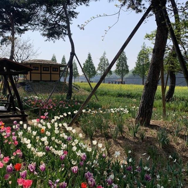 노랗게 핀 유채꽃과 알록달록한 튤립으로 가득한 창녕 남지 유채밭