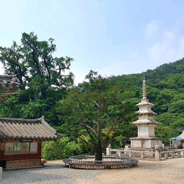 양평 용문사, 1100년 은행나무의 위엄에 놀라다