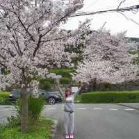 Cherry Blossom 🌸