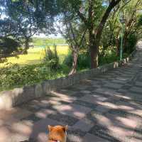 過嶺支渠休憩步道🐕