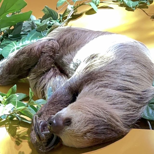 🇯🇵沖縄 DMMかりゆし水族館