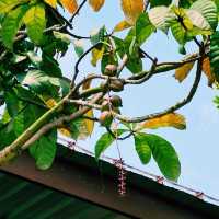 Mandai's Hidden Gem - The Gateway to Paradise