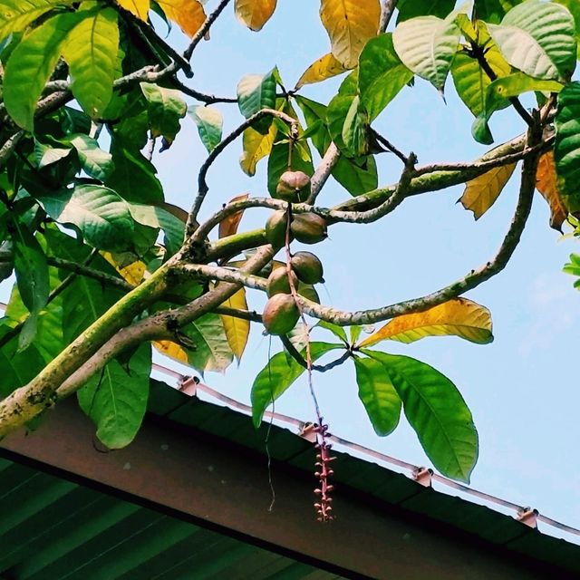 Mandai's Hidden Gem - The Gateway to Paradise
