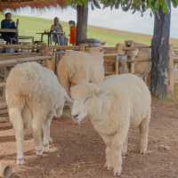 ⛰️🐑 ไปหาน้องแกะกัน Akha Farmville อากาศดี