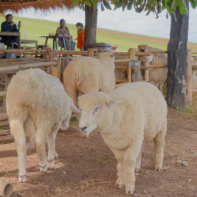 ⛰️🐑 ไปหาน้องแกะกัน Akha Farmville อากาศดี