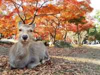 The autumn at Nara Deer Park