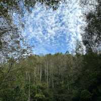 [강원도] 새하얀 자작나무를 만날 수 있는 ‘속삭이는 자작나무 숲‘