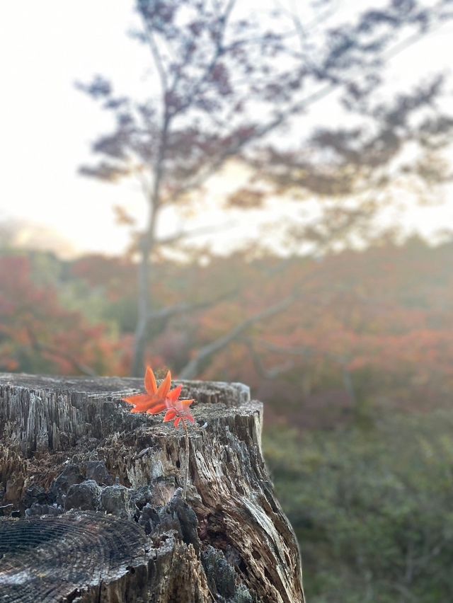 秋の修善寺！もみじに竹林、お寺を堪能