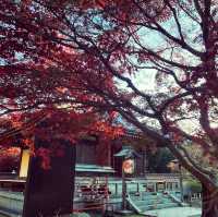 ฤดูกาลใบไม้เปลี่ยนสี🍁