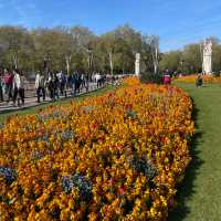 Springtime at Buckingham Palace 