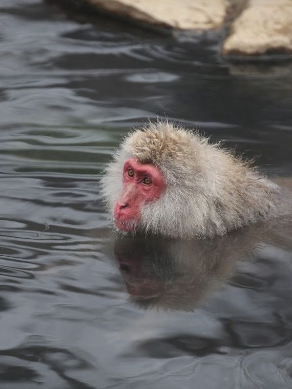 Snow Monkey Park 