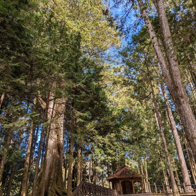 阿里山國家森林遊樂區