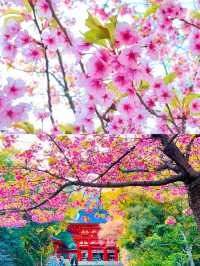 【絶景】朱色の楼門と桜が美しい🌸かるたの聖地近江神宮⛩