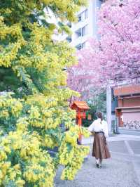 【東京】ミモザと桜のコラボがすごい！蔵前神社