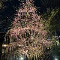 しだれ梅と河津桜の両方を楽しめる🌸