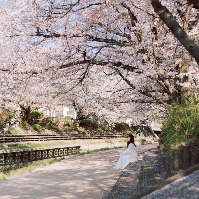 【埼玉】毎年行く桜スポット🌸「元荒川の桜並木」