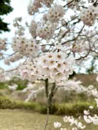 ชมซากุระ-ต้นสน เก่าแก่บนเขาวิวอ่าว Matsushima 