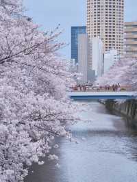 総距離4km‼️川沿いの道のりを歩いて桜を堪能しよう🌸花見クルーズもある⁉️※撮影ポイント(場所)情報付き