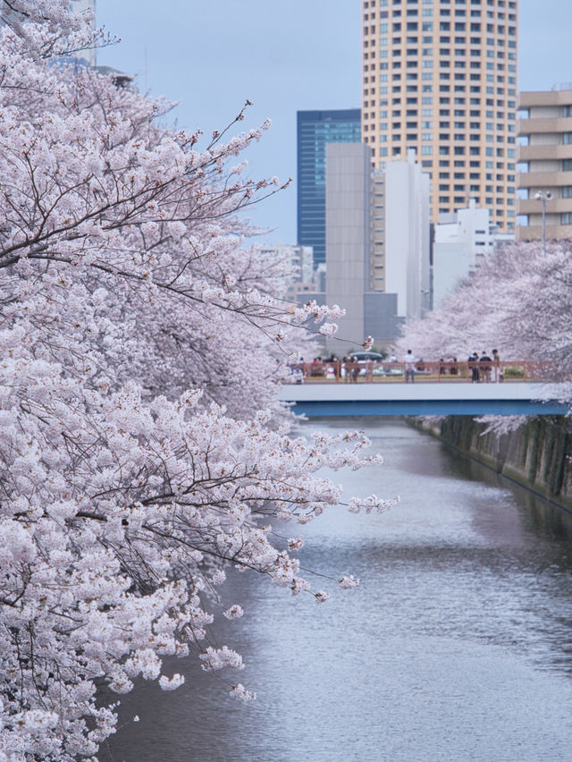 総距離4km‼️川沿いの道のりを歩いて桜を堪能しよう🌸花見クルーズもある⁉️※撮影ポイント(場所)情報付き